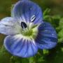 Speedwell (Veronica persica): A lawn weed from Eurasia.  This flower is only about 1/4 “ across.